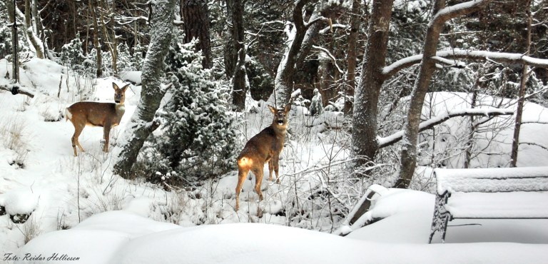 Koselig med rådyr i haven. 