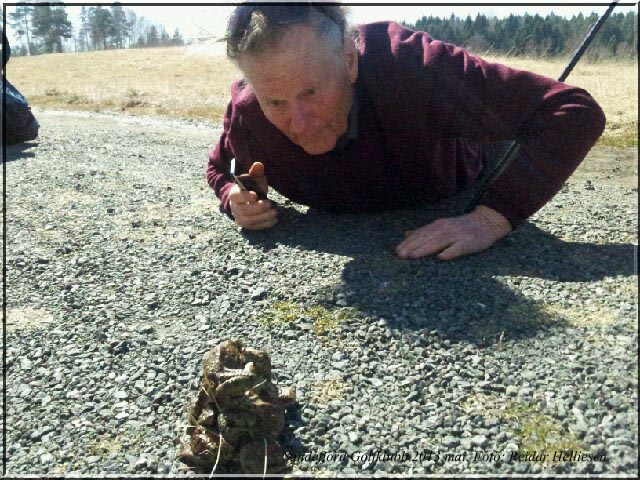 En, to, tre padder opp på hverandre. 